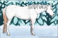 Horse Color:Amber Champagne Dun Sabino Tobiano Appaloosa 