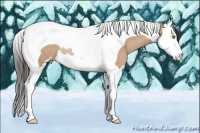 Horse Color:Amber Champagne Sabino Splash Tobiano Rabicano