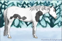 Horse Color:Black Sabino Splash Tobiano Rabicano 