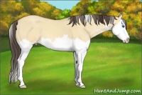 Horse Color:Amber Champagne Dun Sabino Splash 