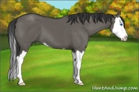 Horse Color:Grullo Sabino Splash