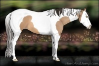Horse Color:Amber Champagne Sabino Splash Tobiano