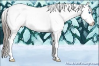 Horse Color:Black Sabino Splash Tobiano Appaloosa