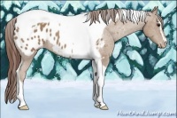 Horse Color:Classic Champagne Sabino Tobiano Appaloosa 