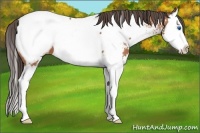Horse Color:Bay Sabino Splash Appaloosa