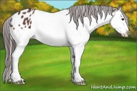 Horse Color:Bay Splash Appaloosa Rabicano