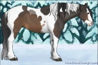 Horse Color:Buckskin Splash Tobiano 