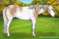 Horse Color:White Spotted Silver Buckskin Sabino 