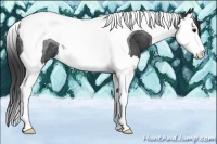Horse Color:Black Splash Tobiano Rabicano