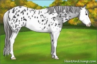 Horse Color:Black Sabino Splash Appaloosa 