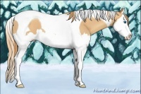 Horse Color:Gold Champagne Splash Tobiano 