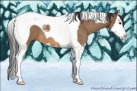 Horse Color:Buckskin Splash Tobiano