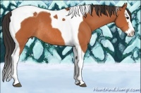 Horse Color:Bay Sabino Splash Tobiano Rabicano 