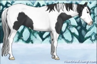 Horse Color:Black Splash Tobiano