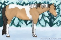 Horse Color:Buckskin Sabino Tobiano 