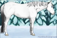 Horse Color:Black Splash Tobiano