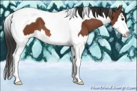 Horse Color:Bay Splash Tobiano