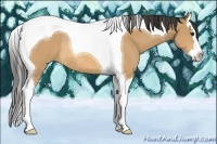 Horse Color:Buckskin Splash Tobiano Rabicano