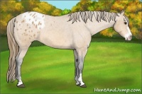 Horse Color:Buckskin Sabino Appaloosa Rabicano