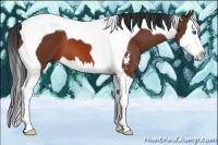 Horse Color:Bay Sabino Splash Tobiano 