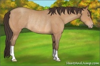 Horse Color:Amber Champagne Rabicano 