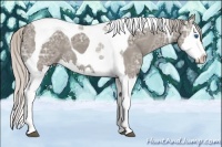 Horse Color:Silver Grullo Ice Splash Tobiano