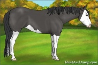 Horse Color:Black Splash