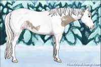 Horse Color:White Spotted Silver Grullo Splash Tobiano 