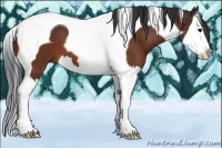 Horse Color:Bay Splash Tobiano