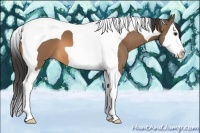 Horse Color:Buckskin Sabino Splash Tobiano