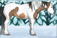 Horse Color:Buckskin Sabino Splash Tobiano 