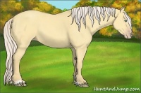 Horse Color:Gold Cream Champagne Dun Sabino
