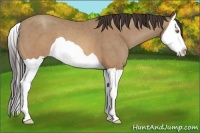 Horse Color:Sable Champagne Splash 