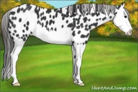 Horse Color:Black Sabino Splash Appaloosa 