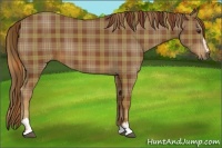 Horse Color:Plaid Chestnut Sabino