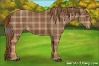 Horse Color:Plaid  Chestnut Sabino 