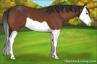 Horse Color:Bay Splash 