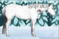 Horse Color:Grullo Splash Tobiano