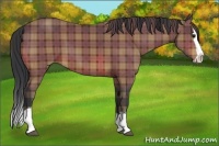 Horse Color:Plaid Bay Sabino Splash