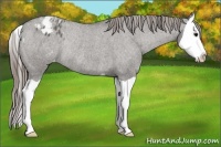 Horse Color:Grullo Splash Appaloosa Rabicano 
