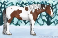 Horse Color:Bay Splash Tobiano 
