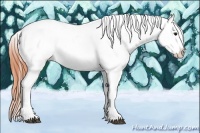Horse Color:Bay Dun Sabino Splash Tobiano Appaloosa 