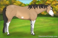 Horse Color:Buckskin Splash Frame 