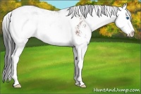 Horse Color:Bay Sabino Splash 
