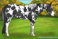 Horse Color:White Spotted Black Sabino 