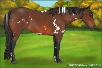 Horse Color:White Spotted Bay 