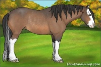 Horse Color:Buckskin Roan Sabino Splash Rabicano 