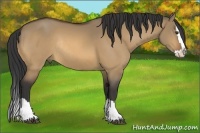 Horse Color:Buckskin Dun Sabino Splash Rabicano