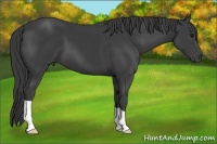 Horse Color:Smoky Black
