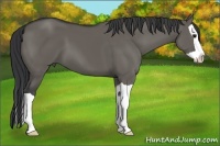 Horse Color:Grullo Splash 